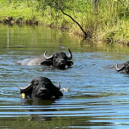 - Der Schwarzstorch דירה