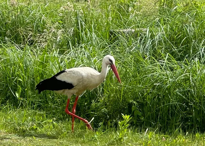 - Der Schwarzstorch Fehrbellin