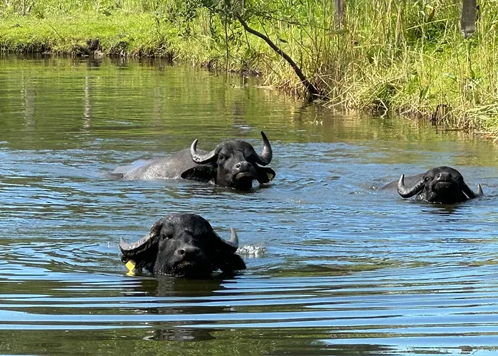 - Der Schwarzstorch Lägenhet
